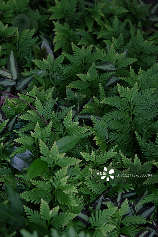 蕨类植物图片素材