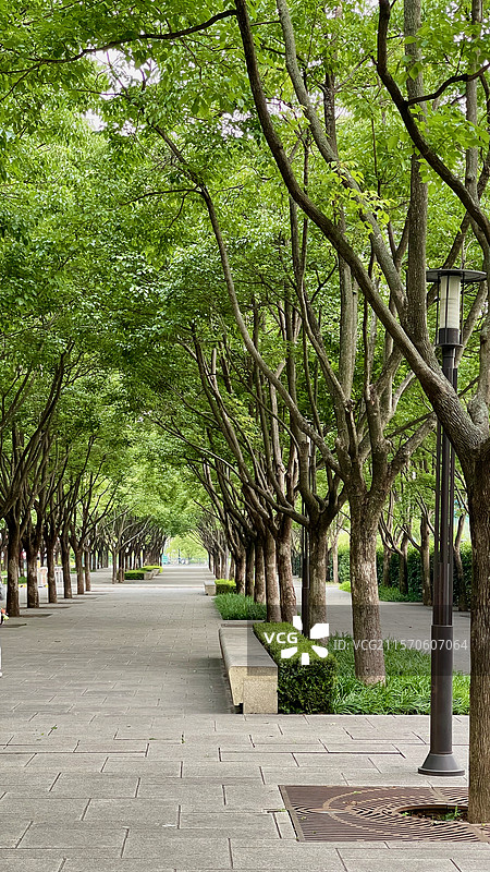公园中的林荫绿道图片素材