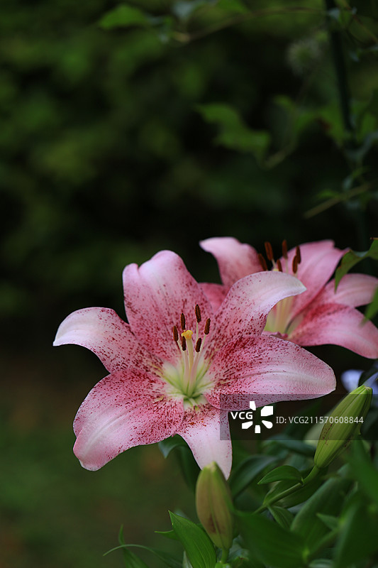 户外盛开的粉色百合花图片素材