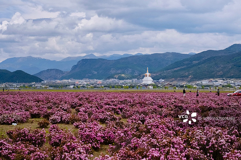 迪庆藏族自治州建塘镇 杜鹃花海图片素材