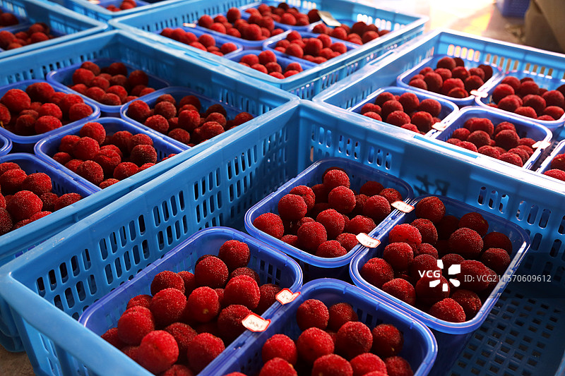 浙江仙居杨梅图片素材