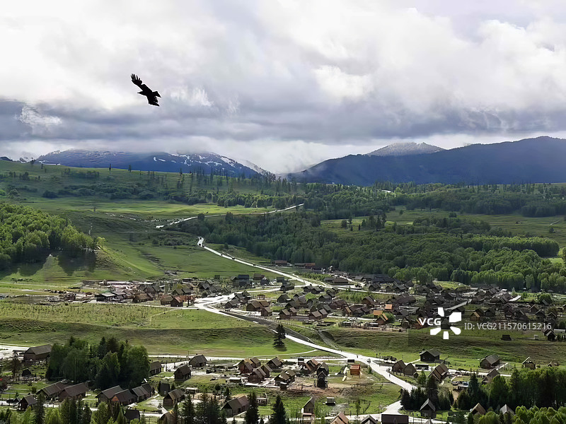 当牛马遇见了牛马阿勒泰地区喀纳斯图瓦村草原图片素材