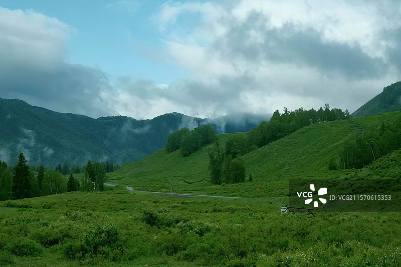 当牛马遇见了牛马阿勒泰地区喀纳斯图瓦村草原图片素材