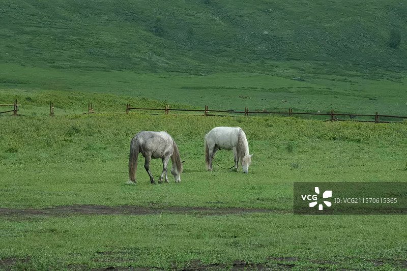 当牛马遇见了牛马阿勒泰地区喀纳斯图瓦村草原图片素材