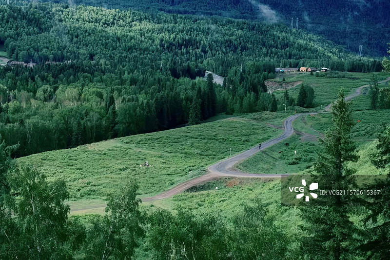 当牛马遇见了牛马阿勒泰地区喀纳斯图瓦村草原图片素材