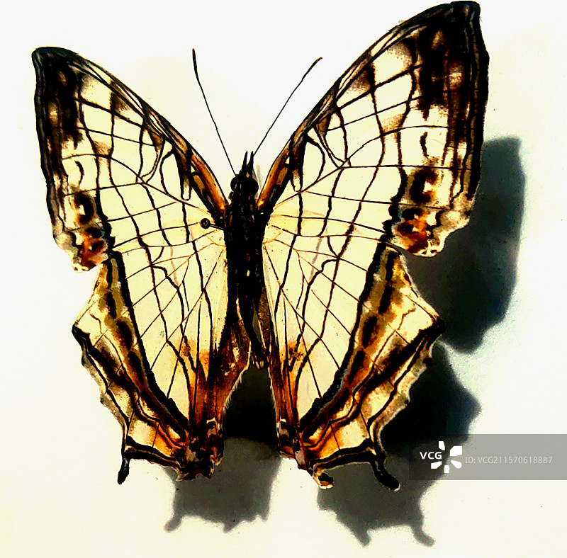 Papilionidae、蛱蝶科、蝴蝶、昆虫标本、工艺品、装饰品、藏品、艺术品图片素材