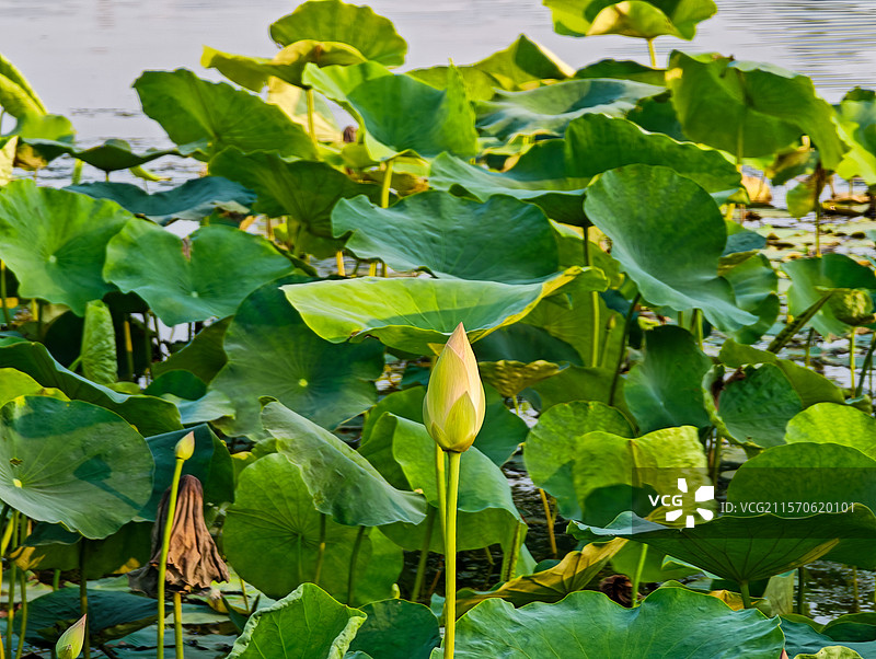 上海世博文化公园舞动广场夏天荷花含苞待放图片素材