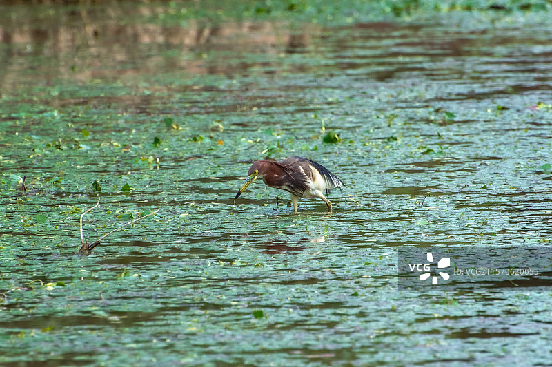杨凌渭河湿地公园池鹭图片素材