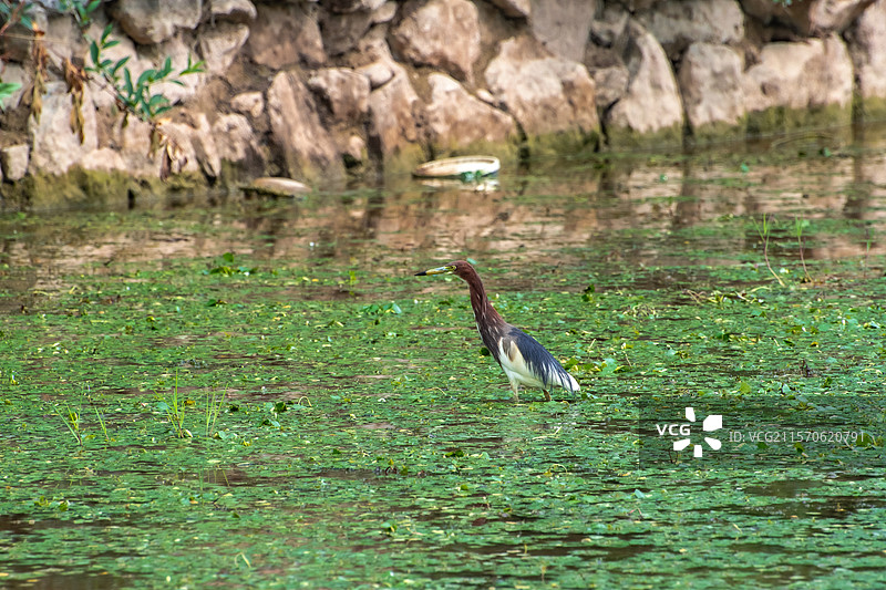 杨凌渭河湿地公园池鹭图片素材