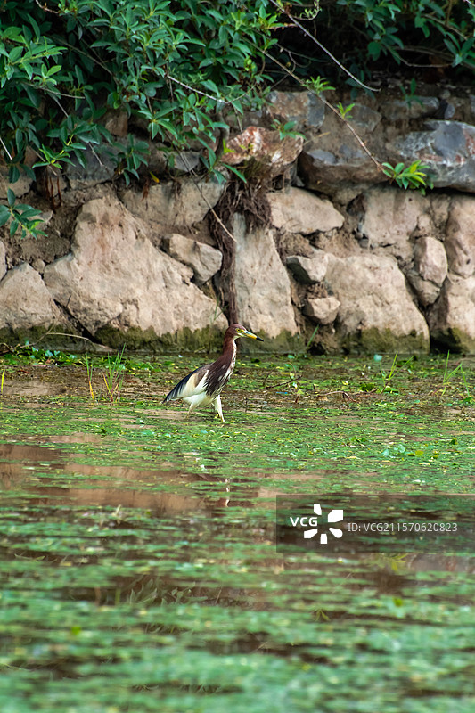 杨凌渭河湿地公园池鹭图片素材