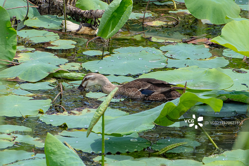 杨凌湿地水鸭子图片素材