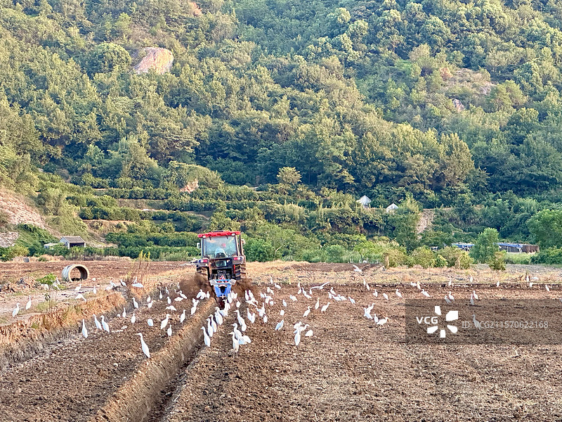 正在耕作的稻田上，站满了各地飞来的白鹭图片素材
