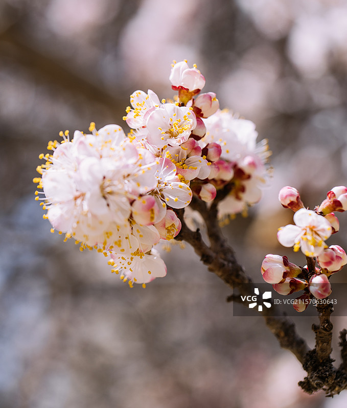 杏花图片素材