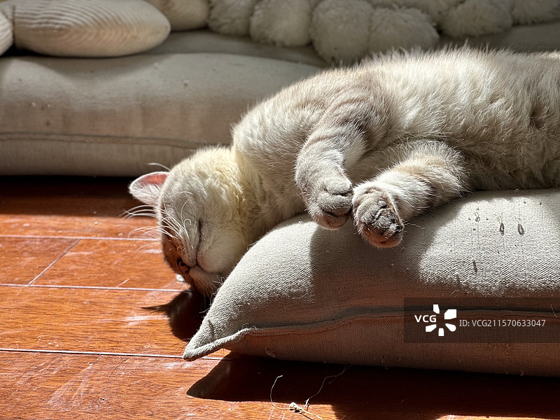 惬意熟睡的猫咪图片素材