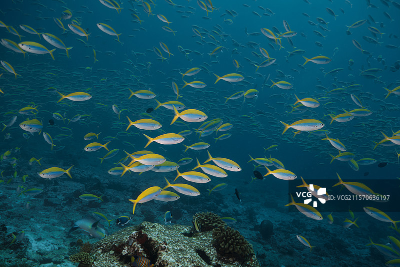 水肺潜水看到的一群热带鱼图片素材