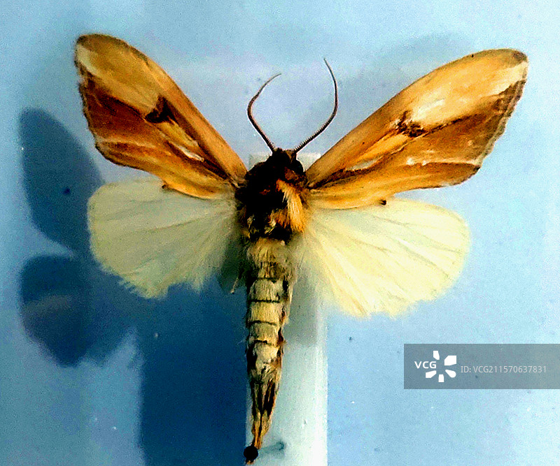 Notodontidae、舟蛾科、昆虫标本、工艺品、装饰品、藏品、艺术品图片素材