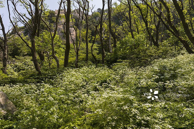 初夏的泰山风光图片素材