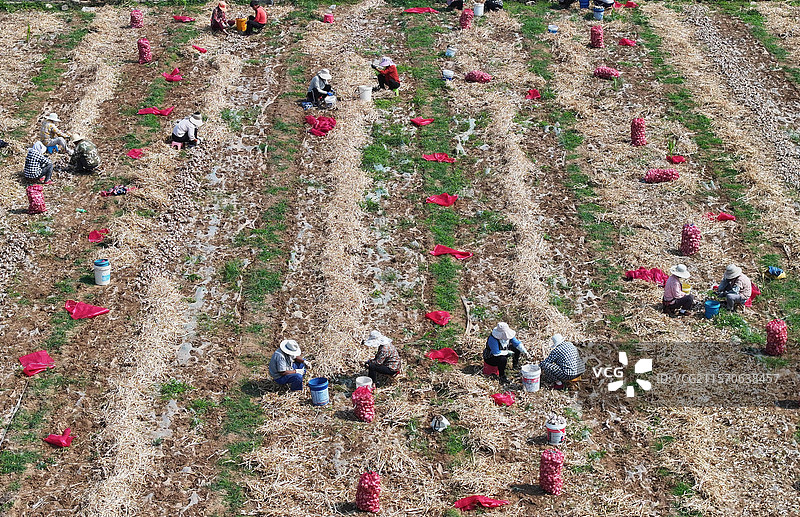 山东枣庄农民在田间收获大蒜图片素材