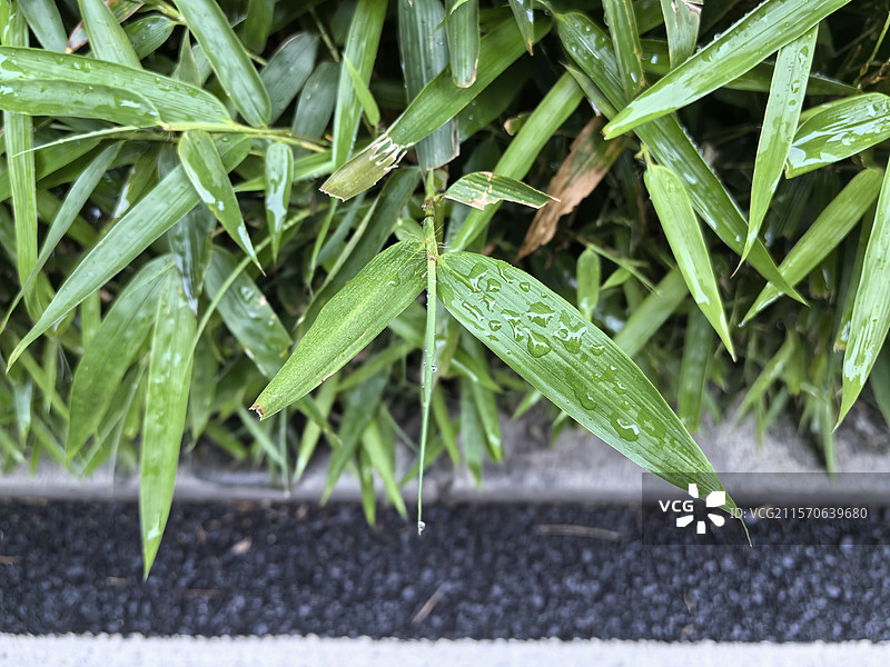 雨后竹叶图片素材