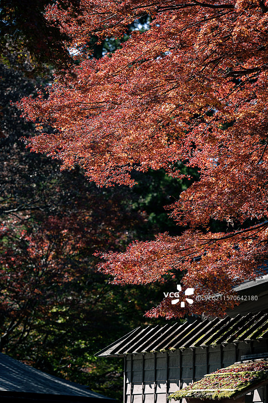 秋日的日本红枫和木质古建筑图片素材