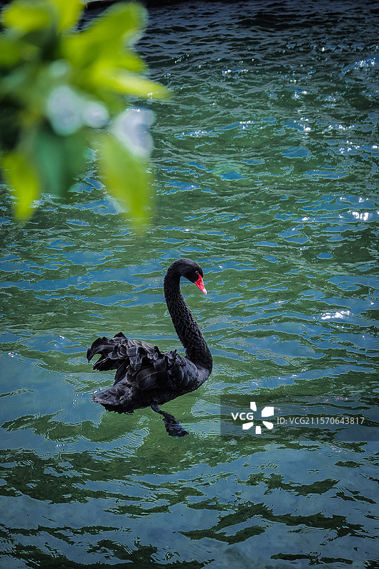 春波里的黑天鹅图片素材