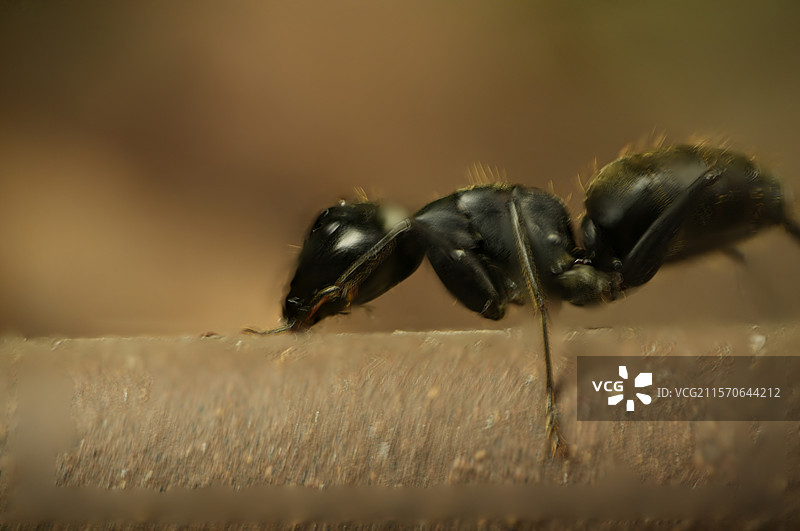 黑蚂蚁图片素材