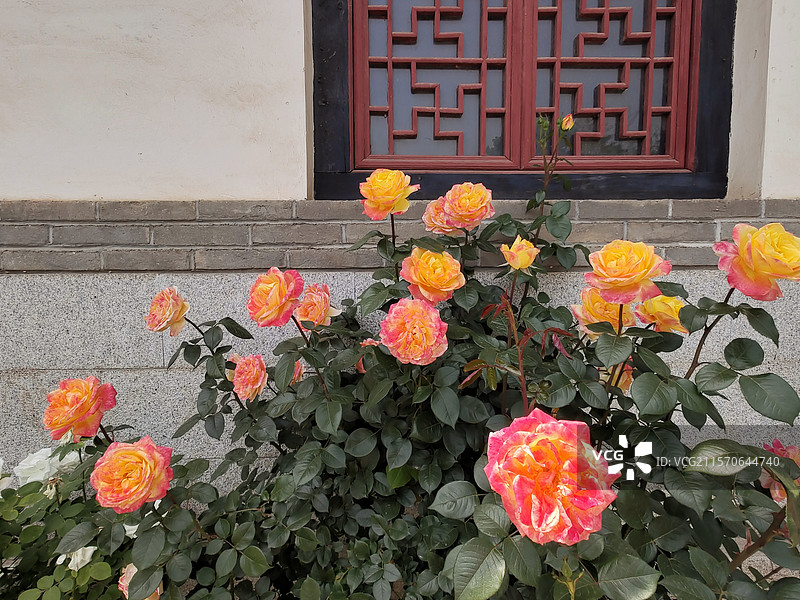 烟台栖霞牟氏庄园墙边月季花图片素材