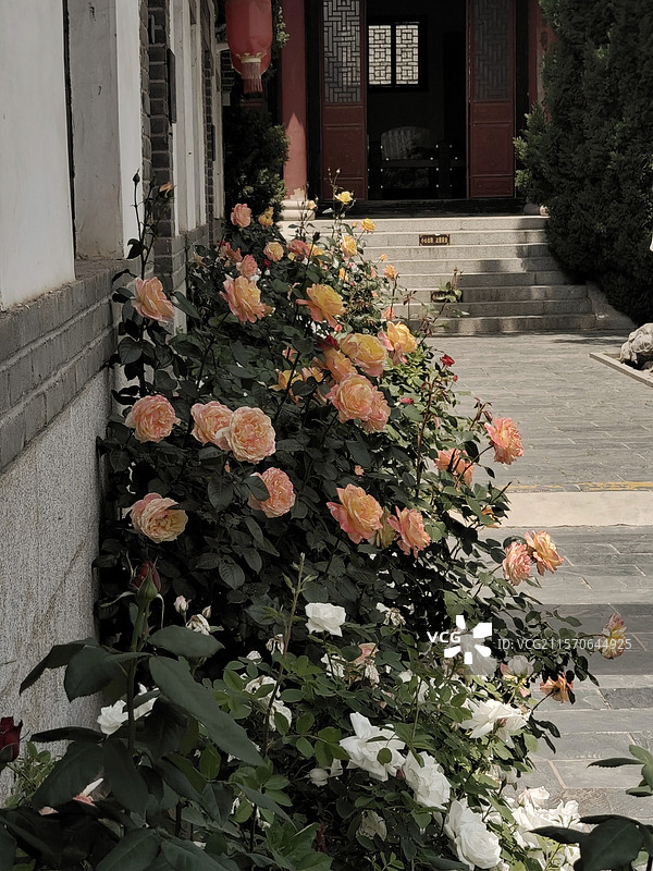 烟台栖霞牟氏庄园内月季花图片素材