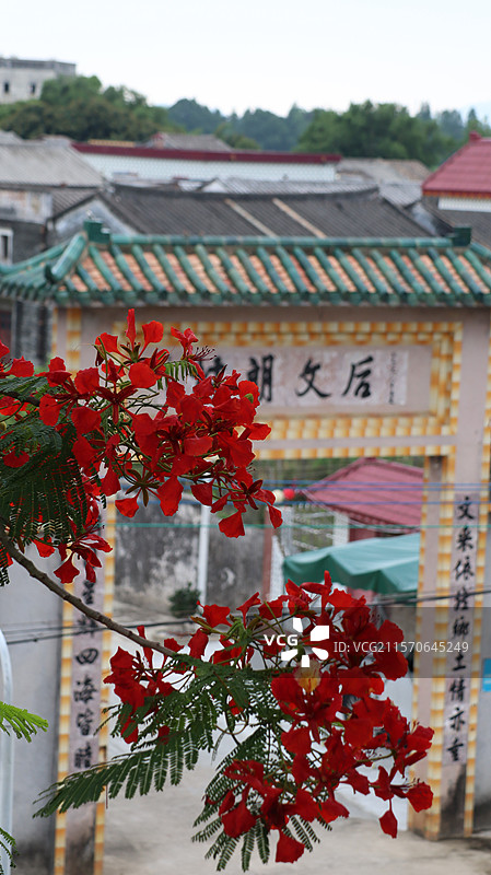 2025年夏天江门台山西海村凤凰木花 毕业季图片素材