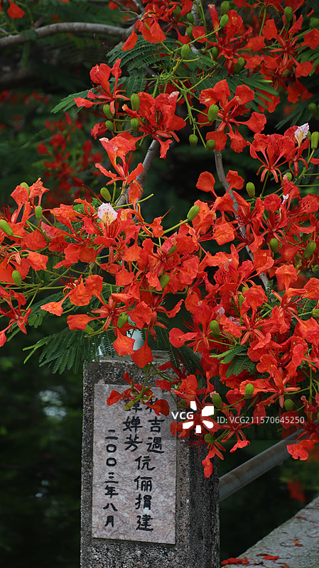 2025年夏天江门台山西头村凤凰木花 毕业季图片素材