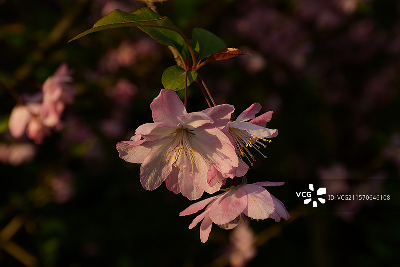 海棠花图片素材