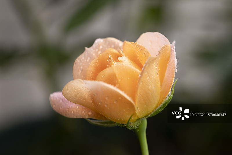 果汁阳台月季花开图片素材