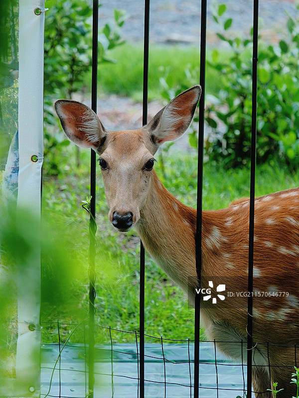 林深时见鹿图片素材