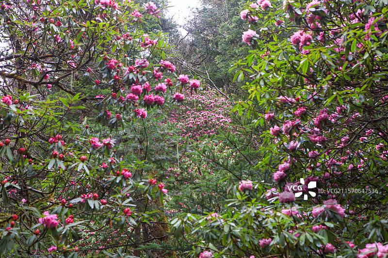 杜鹃花海：云南雨崩神瀑路上的高山杜鹃，盛开时节，花开如海，延绵无边。图片素材