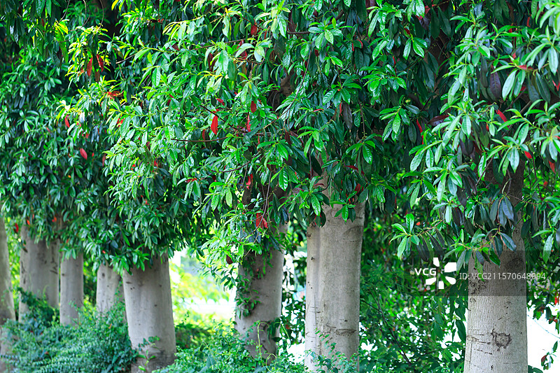 杜英树枝叶图片素材