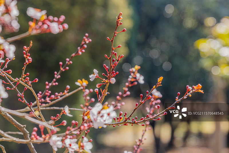 昆明市金殿风景名胜区的海棠花，尚在冬寒还未全部退去的初春，即已渐次绽放，象征着春的到来和生命的活力。图片素材