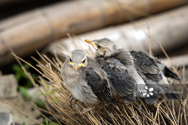 嗷嗷待哺的小鸟们图片素材
