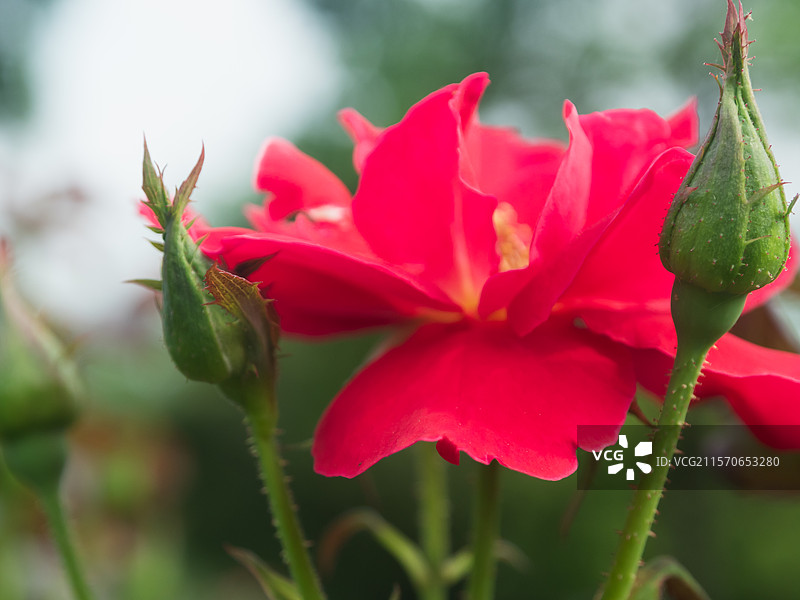 红色月季-中国广东广州云台花园。图片素材