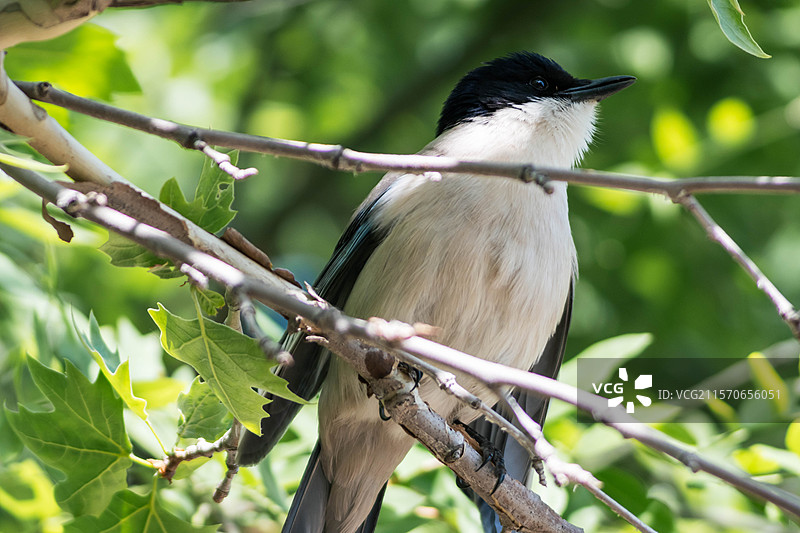 灰喜鹊图片素材