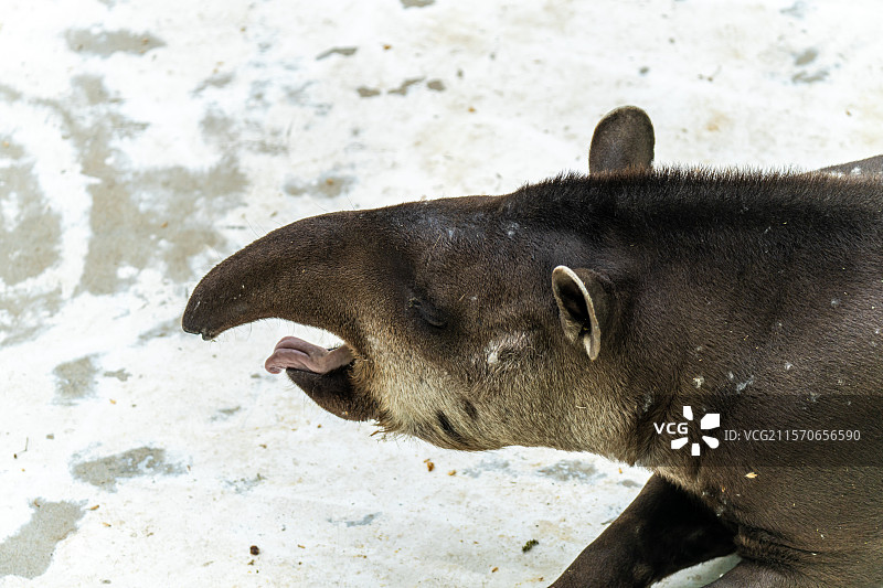 马来貘的特写镜头图片素材