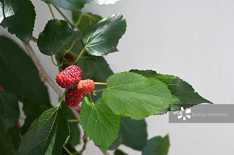 没成熟的红色桑葚果特写图片素材