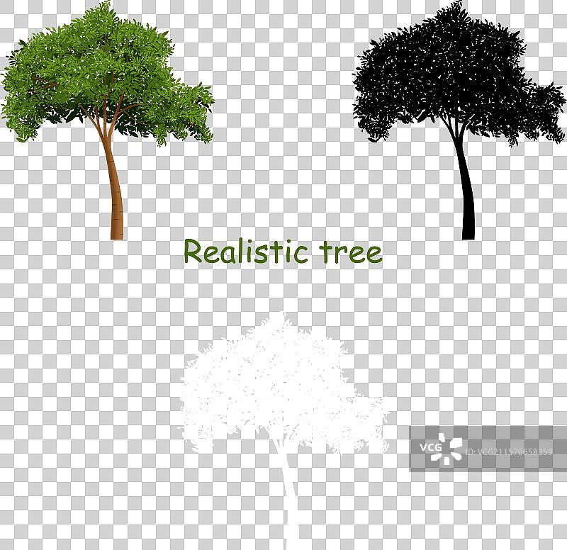 逼真的树木图片素材