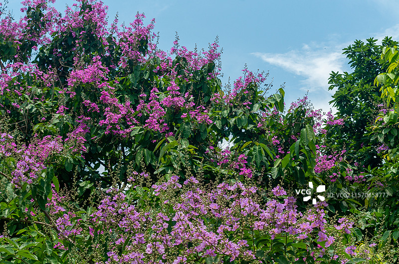 珠三角种植的开花的大花紫薇图片素材