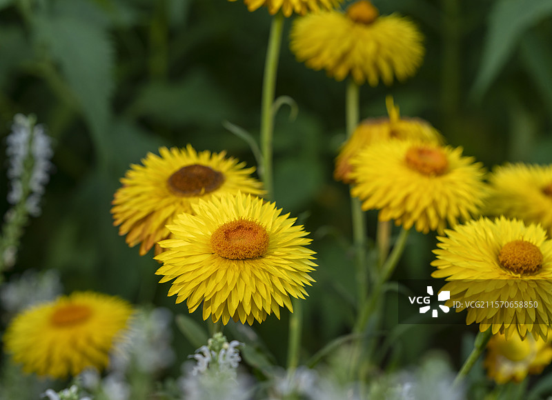 麦秆菊图片素材