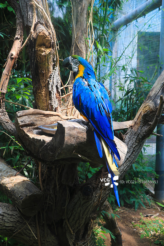 金刚鹦鹉栖枝凝思图片素材