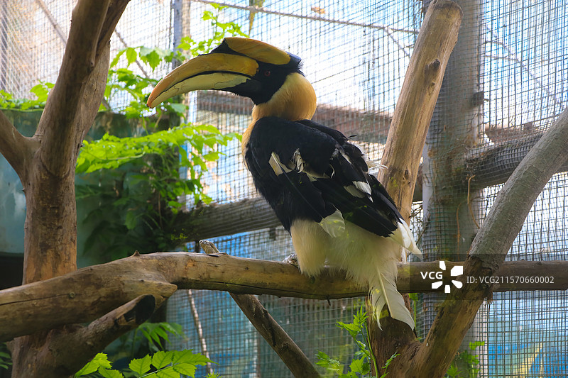 犀鸟静栖树桠间图片素材