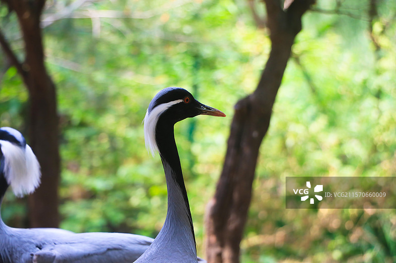 蓑羽鹤林间凝望图片素材