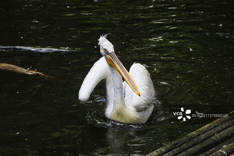 鹈鹕闲憩水岸边图片素材