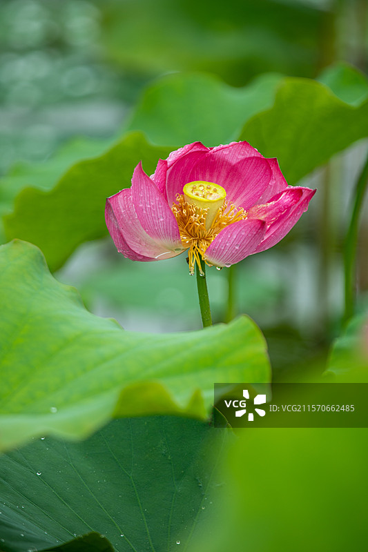 出水芙蓉图片素材