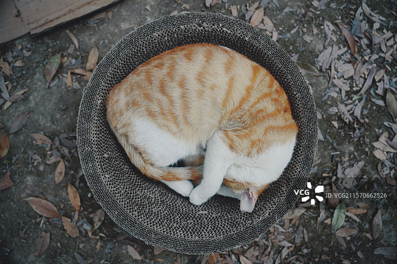 中华田园猫图片素材